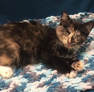 Enlarge Elora, a Adopted mixed breed in Stillwater, OK image 1/1
