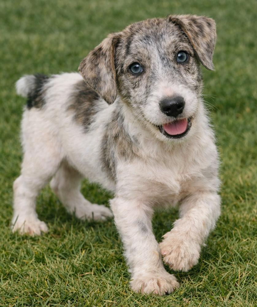 Pauley, Adoptable, Puppy Male Jack Russell Terrier.