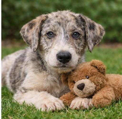 Pauley, a Adoptable Jack Russell Terrier in Crown Point, IN image 3/3