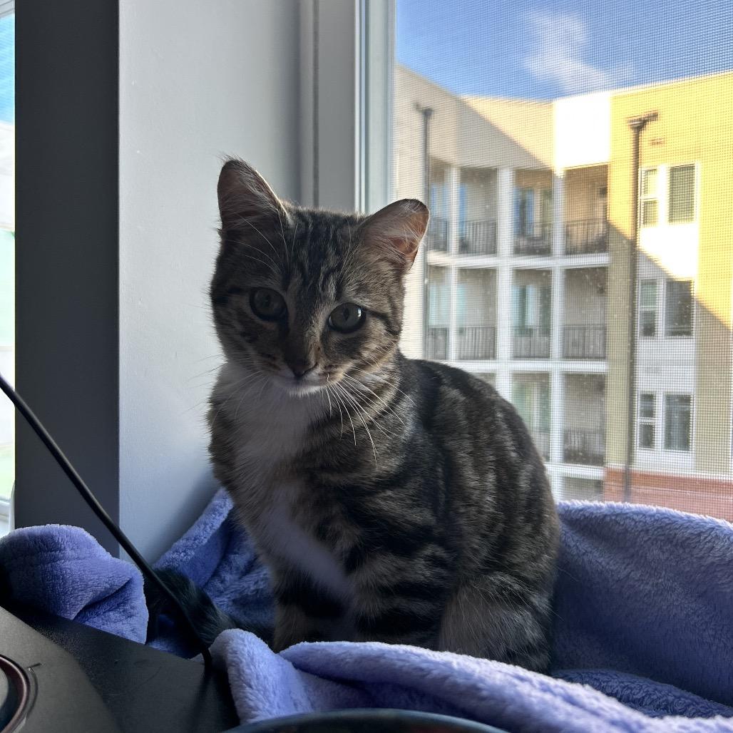 Enlarge Pepo, a Adoptable Domestic Short Hair in Charlotte, NC image 1/6