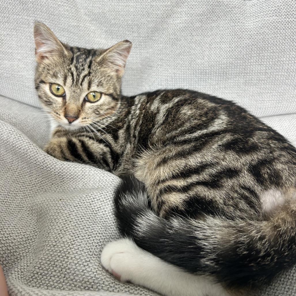 Enlarge Pepo, a Adoptable Domestic Short Hair in Charlotte, NC image 2/6