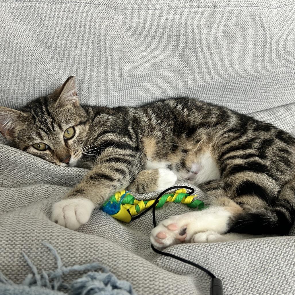 Enlarge Pepo, a Adoptable Domestic Short Hair in Charlotte, NC image 3/6