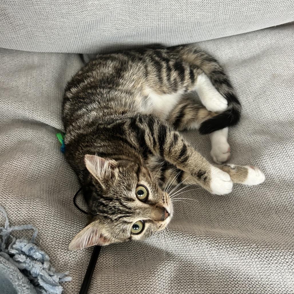 Enlarge Pepo, a Adoptable Domestic Short Hair in Charlotte, NC image 4/6