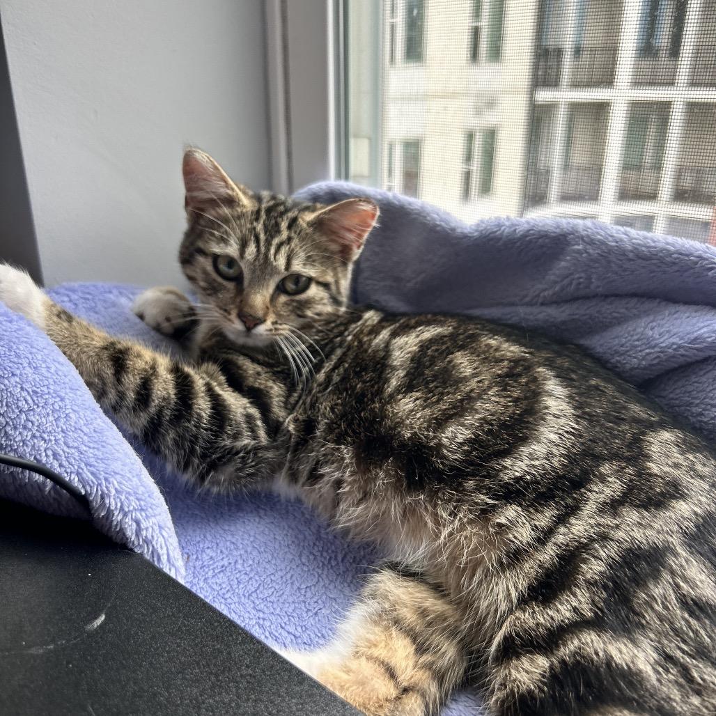 Enlarge Pepo, a Adoptable Domestic Short Hair in Charlotte, NC image 5/6