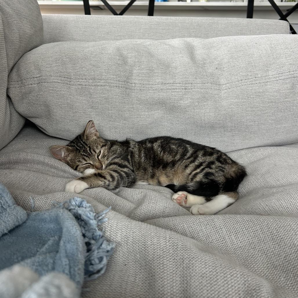 Enlarge Pepo, a Adoptable Domestic Short Hair in Charlotte, NC image 6/6