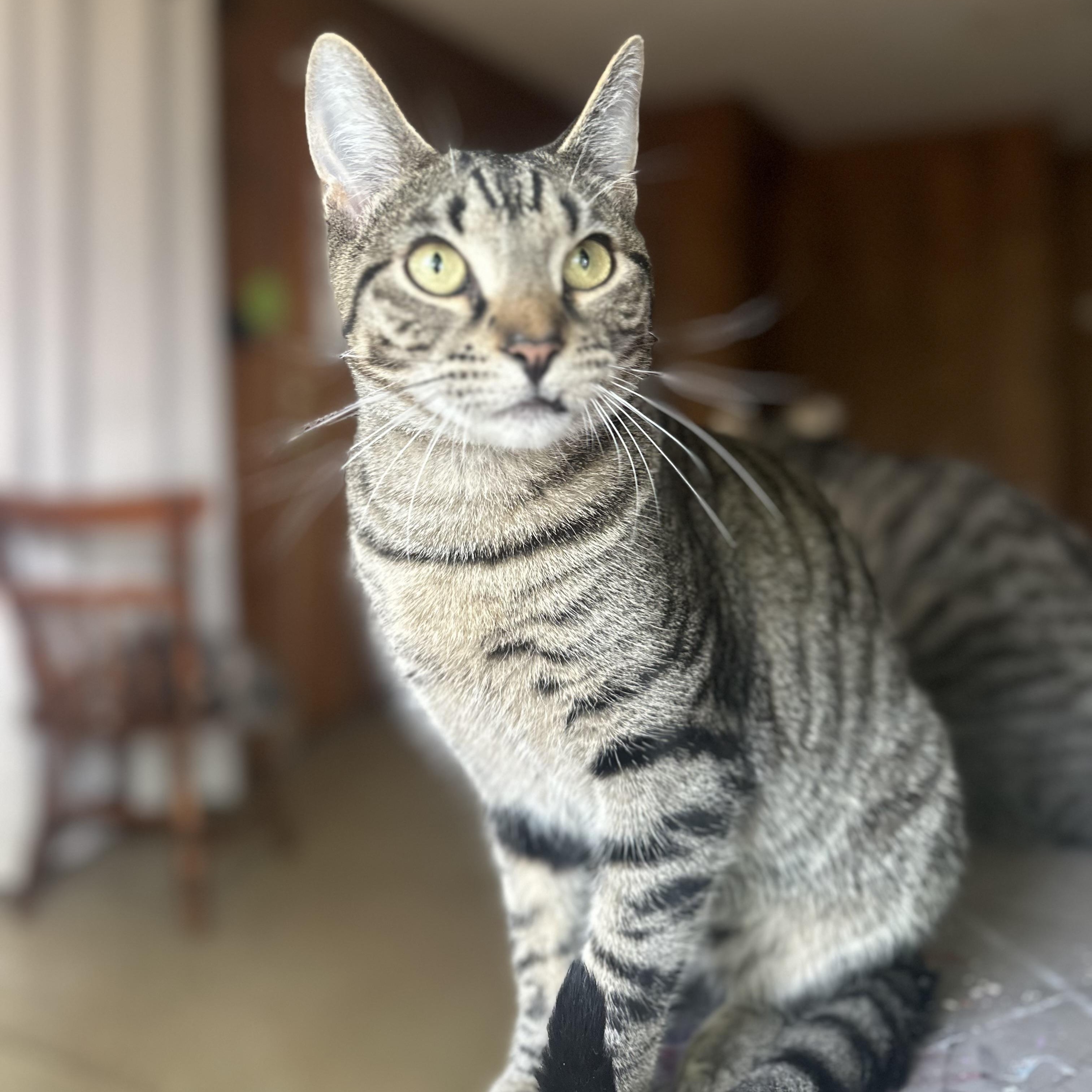 Enlarge Uno, an adopted Domestic Short Hair in Clinton, NC image 2/2