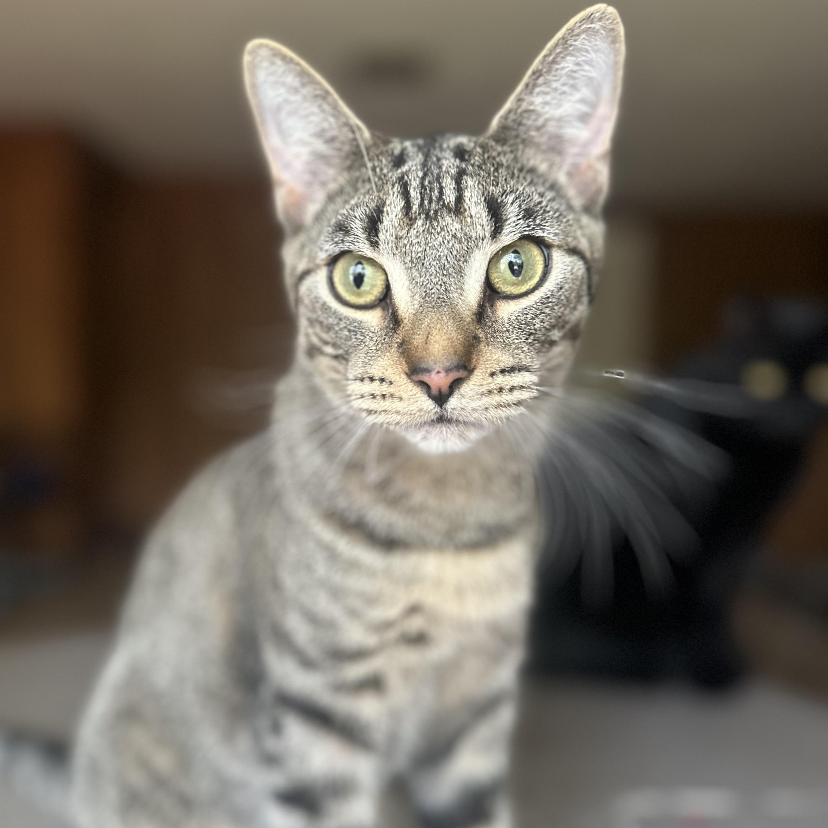 Uno, adopted, Young Male Domestic Short Hair.