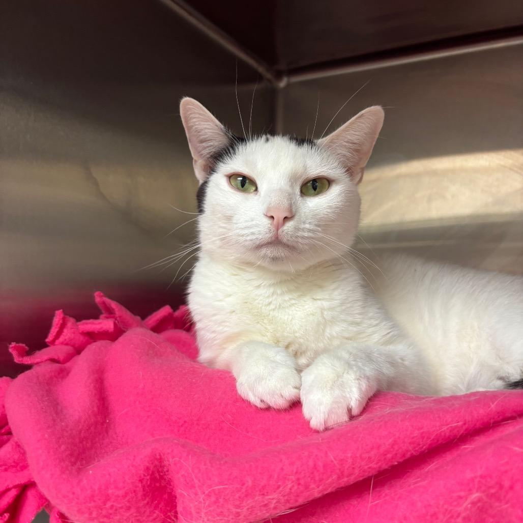 Lovie, Adoptable, Adult Female Domestic Short Hair.