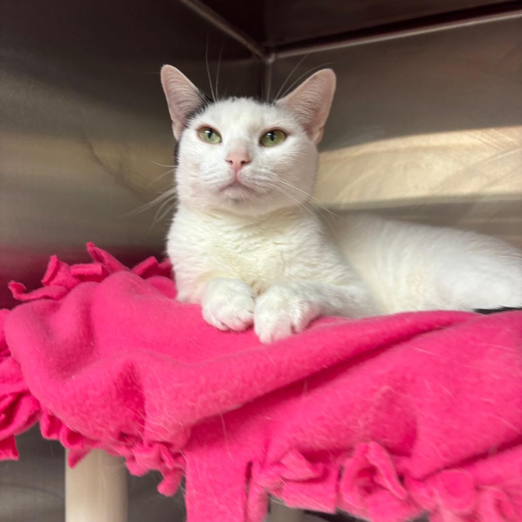 Lovie, a Adoptable Domestic Short Hair in Philadelphia, PA image 2/4