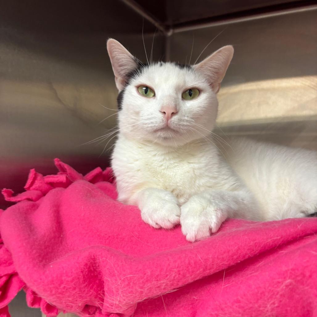 Lovie, a Adoptable Domestic Short Hair in Philadelphia, PA image 3/4