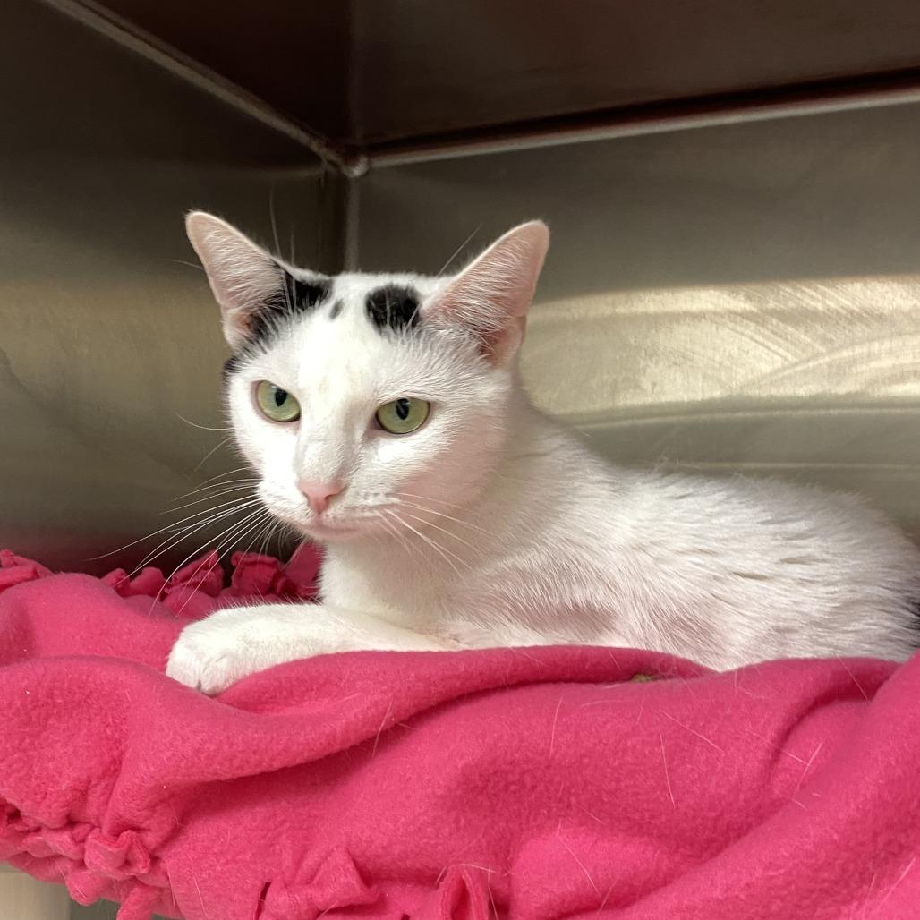 Lovie, a Adoptable Domestic Short Hair in Philadelphia, PA image 4/4