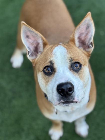 Enlarge Torchy Taco , a Adoptable mixed breed in Sacramento, CA image 2/4