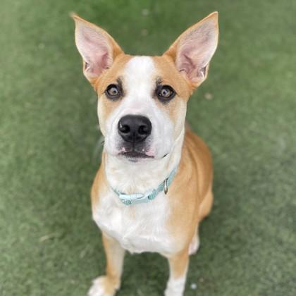 Enlarge Torchy Taco , a Adoptable mixed breed in Sacramento, CA image 4/4