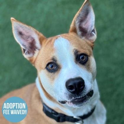 Enlarge Torchy Taco , an adoptable mixed breed in Sacramento, CA image 1/5