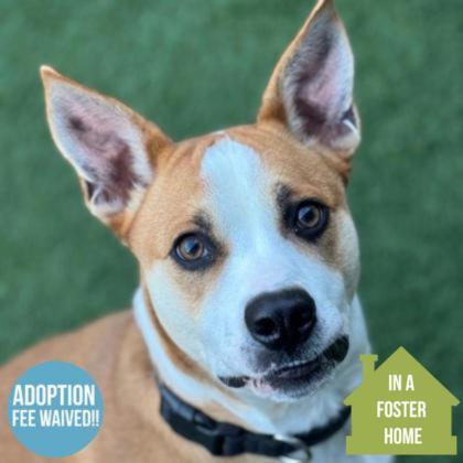 Torchy Taco , Adoptable, Young Male Pit Bull Terrier.