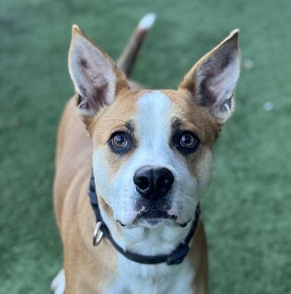 Enlarge Torchy Taco , a Adoptable mixed breed in Sacramento, CA image 3/4