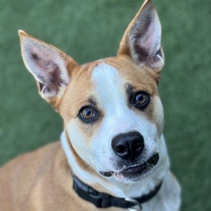 Enlarge Torchy Taco , a Adoptable mixed breed in Sacramento, CA image 1/4