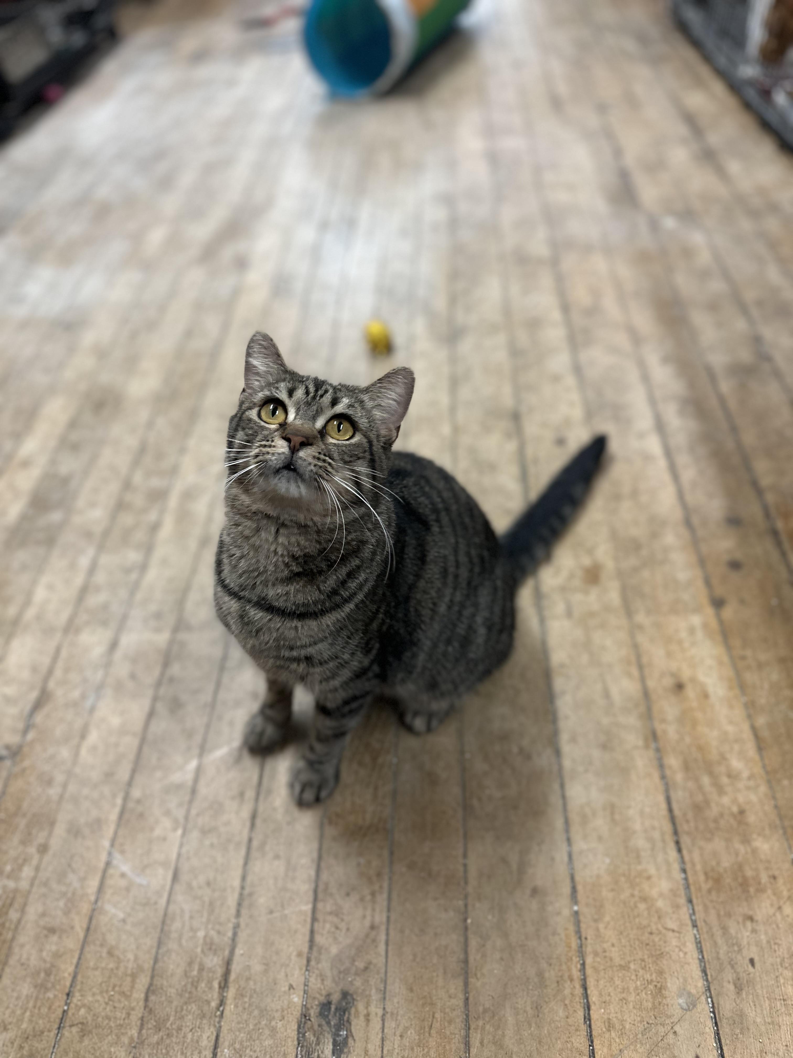 Enlarge Mama Cher, a Adoptable Domestic Short Hair in Coldwater, MI image 4/4