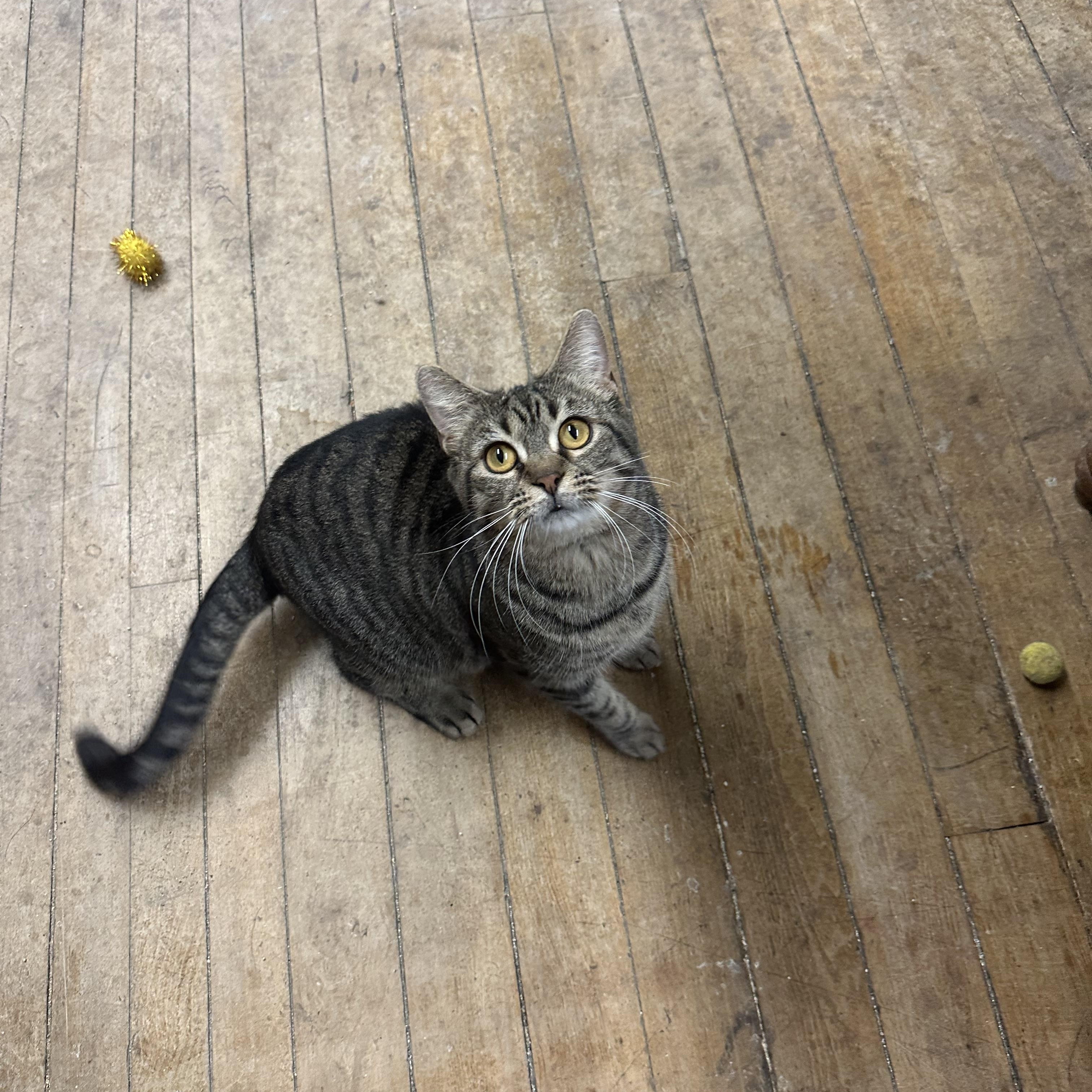 Enlarge Mama Cher, a Adoptable Domestic Short Hair in Coldwater, MI image 3/4