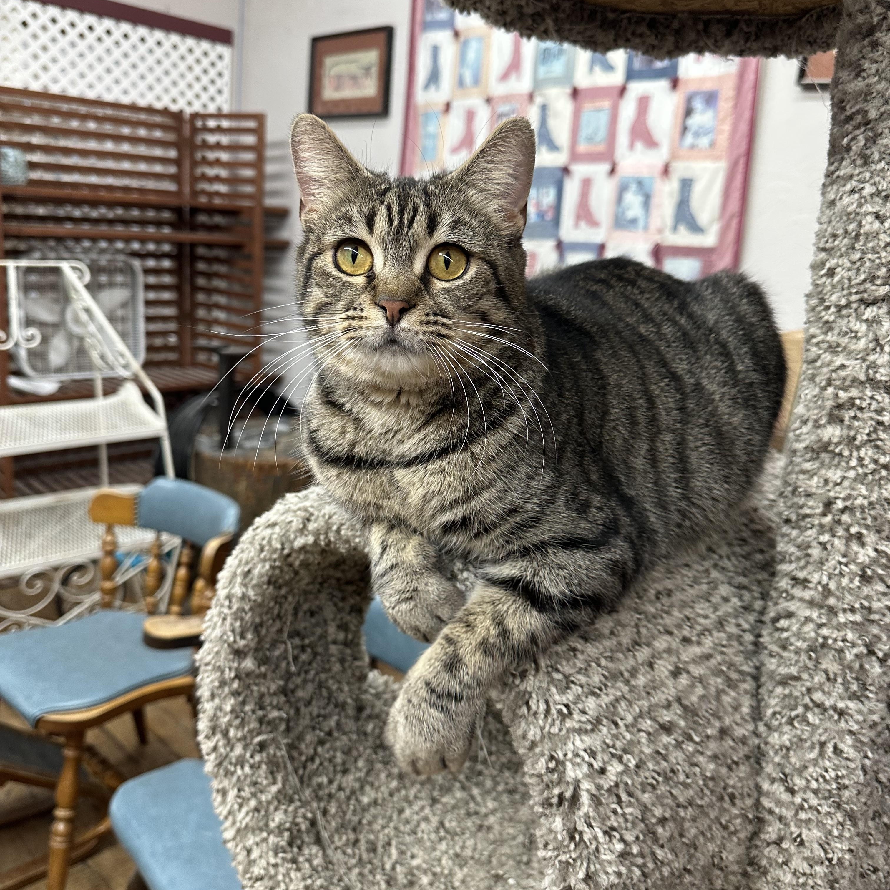 Enlarge Mama Cher, a Adoptable Domestic Short Hair in Coldwater, MI image 1/4