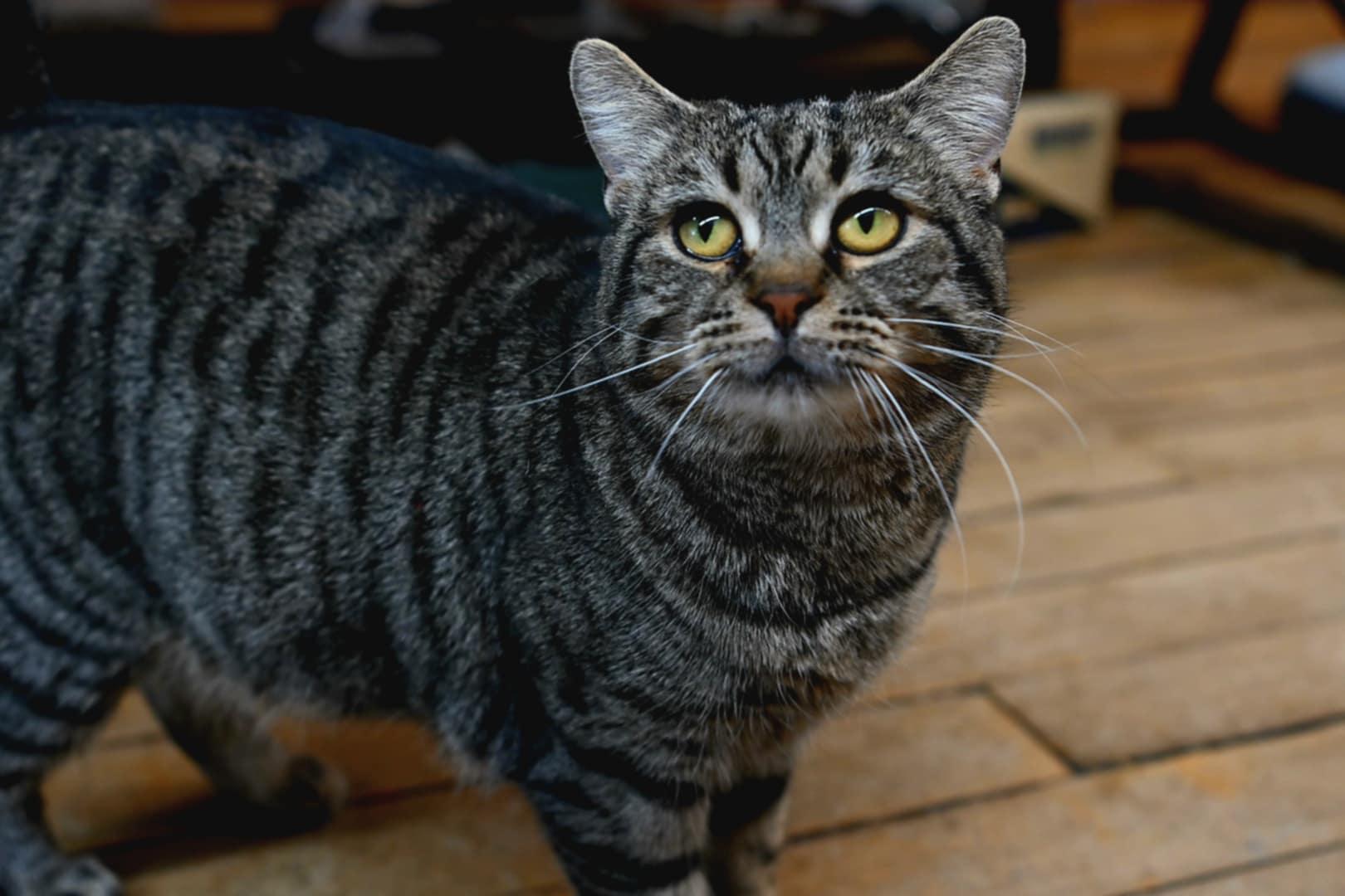 Enlarge Mama Cher, a Adoptable Domestic Short Hair in Coldwater, MI image 2/4