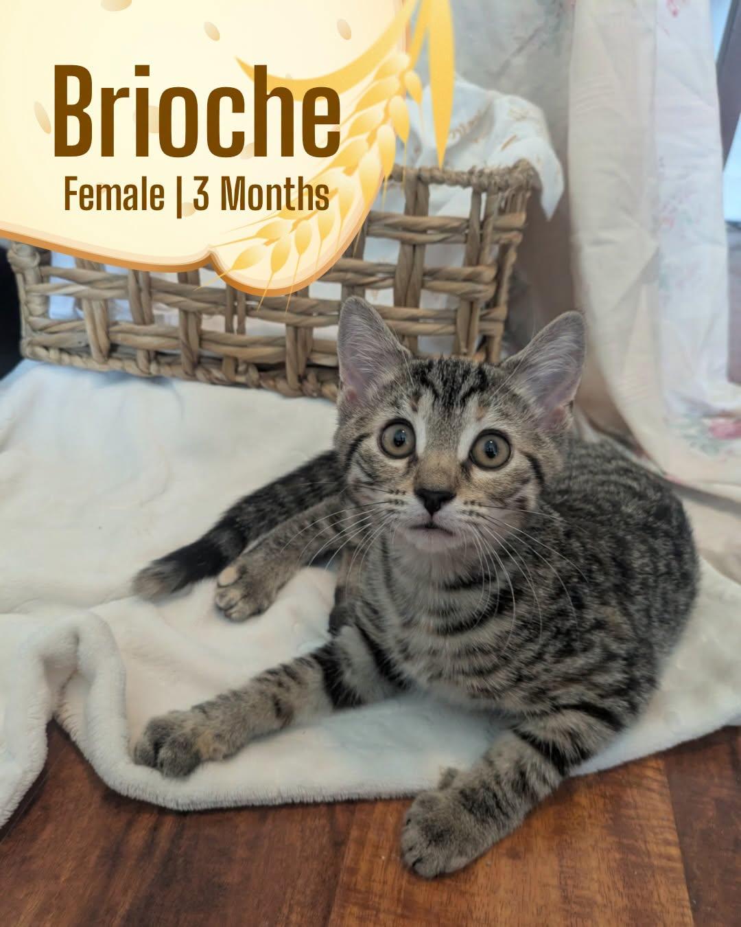 Brioche, Adoptable, Kitten Female Domestic Short Hair.