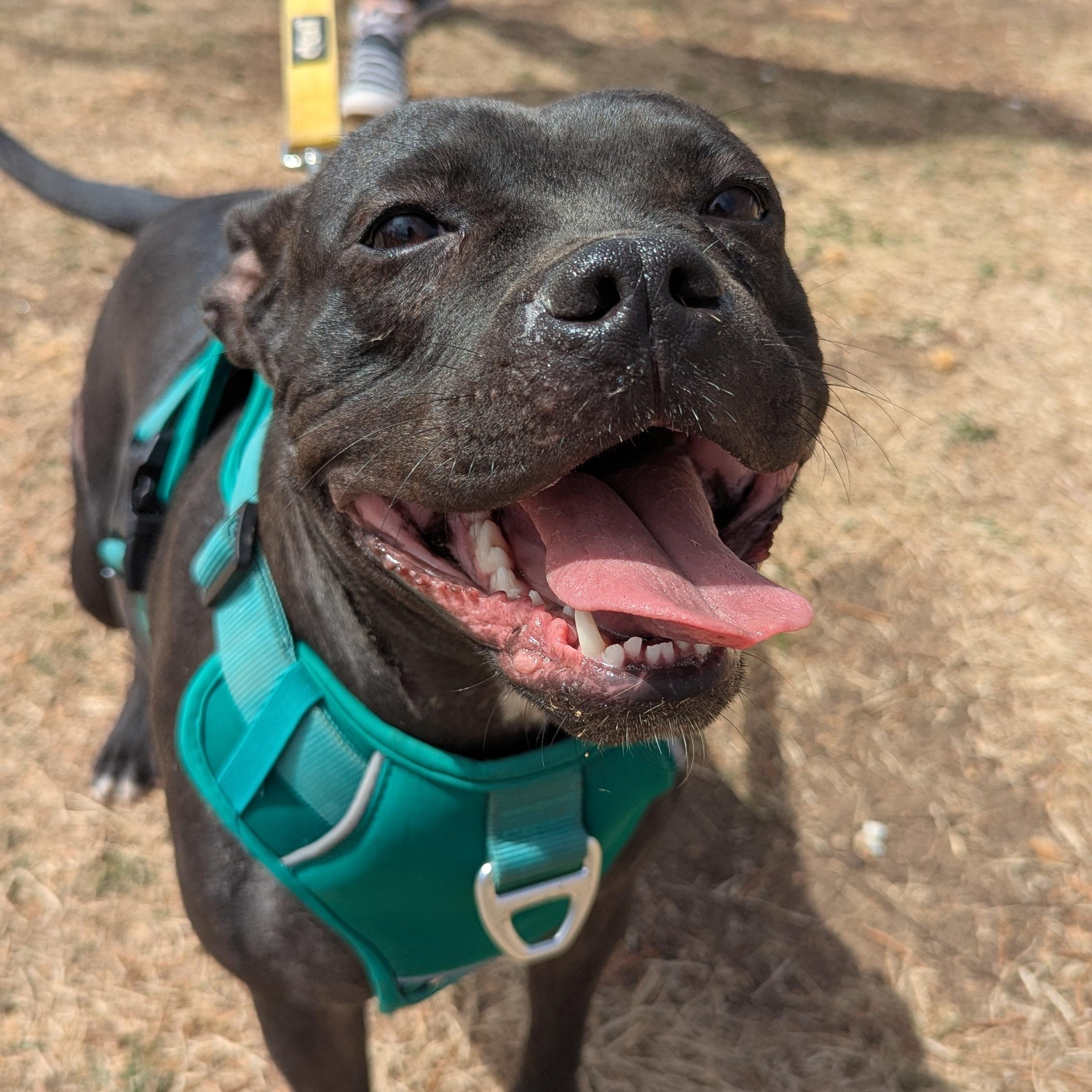 Brie, an adoptable Staffordshire Bull Terrier in Rio Rancho, NM, 87144 | Photo Image 6