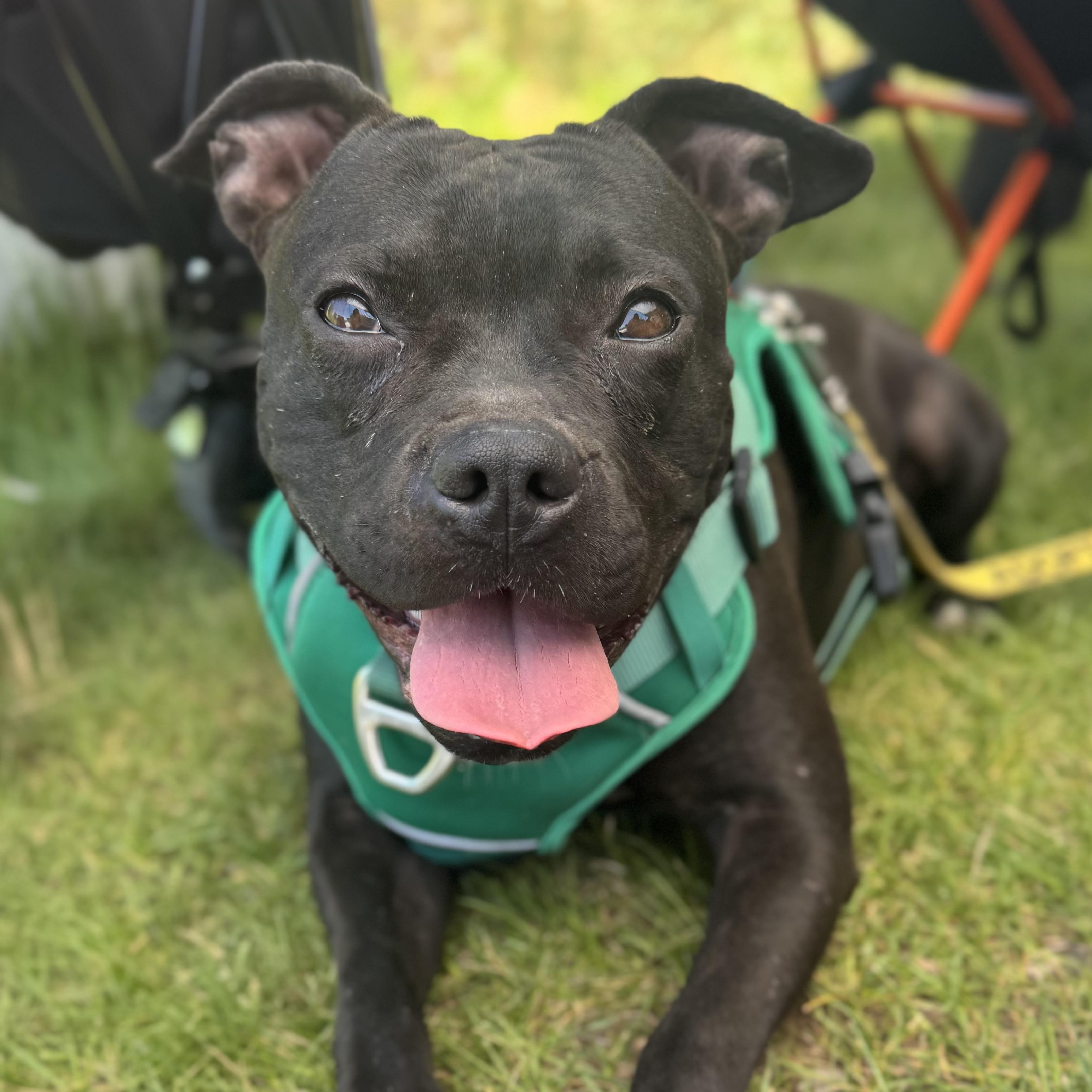 Brie, an adoptable Staffordshire Bull Terrier in Rio Rancho, NM, 87144 | Photo Image 3