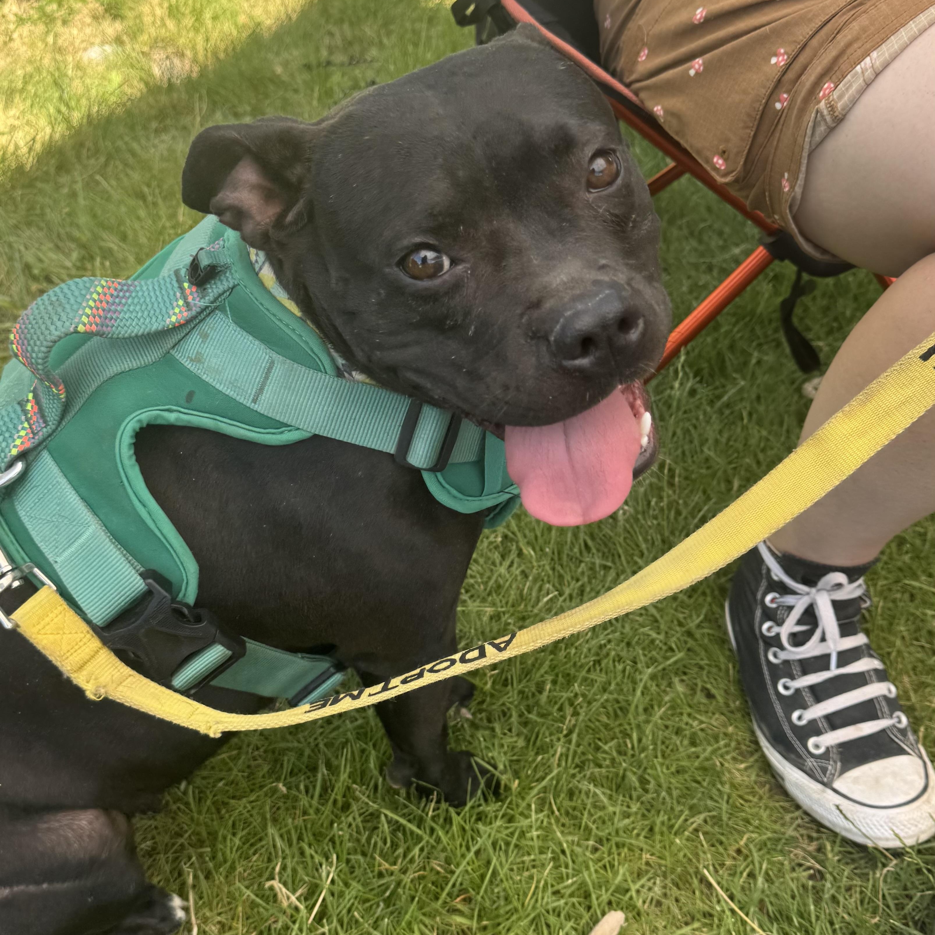 Brie, Adoptable, Adult Female Staffordshire Bull Terrier.