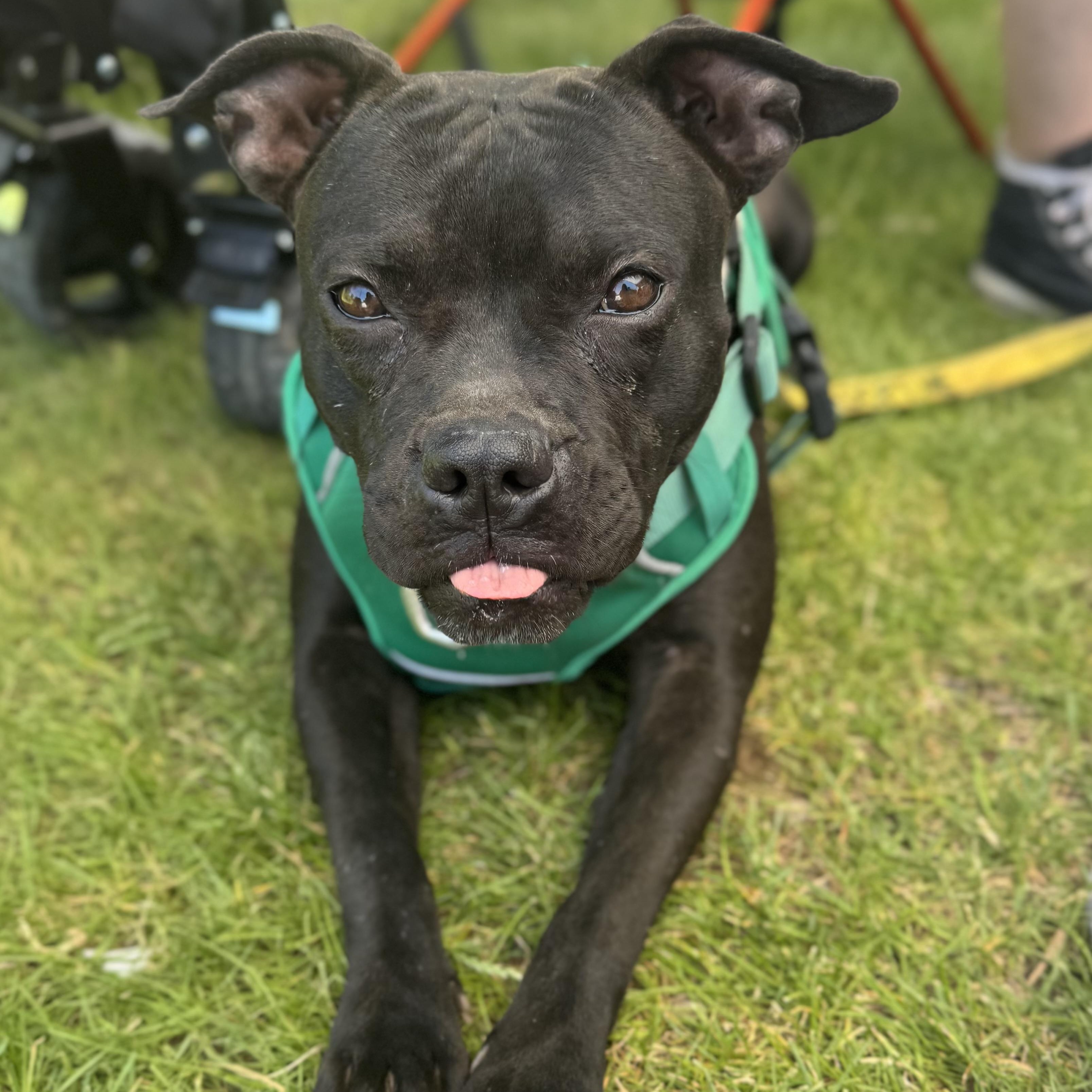 Brie, an adoptable Staffordshire Bull Terrier in Rio Rancho, NM, 87144 | Photo Image 1