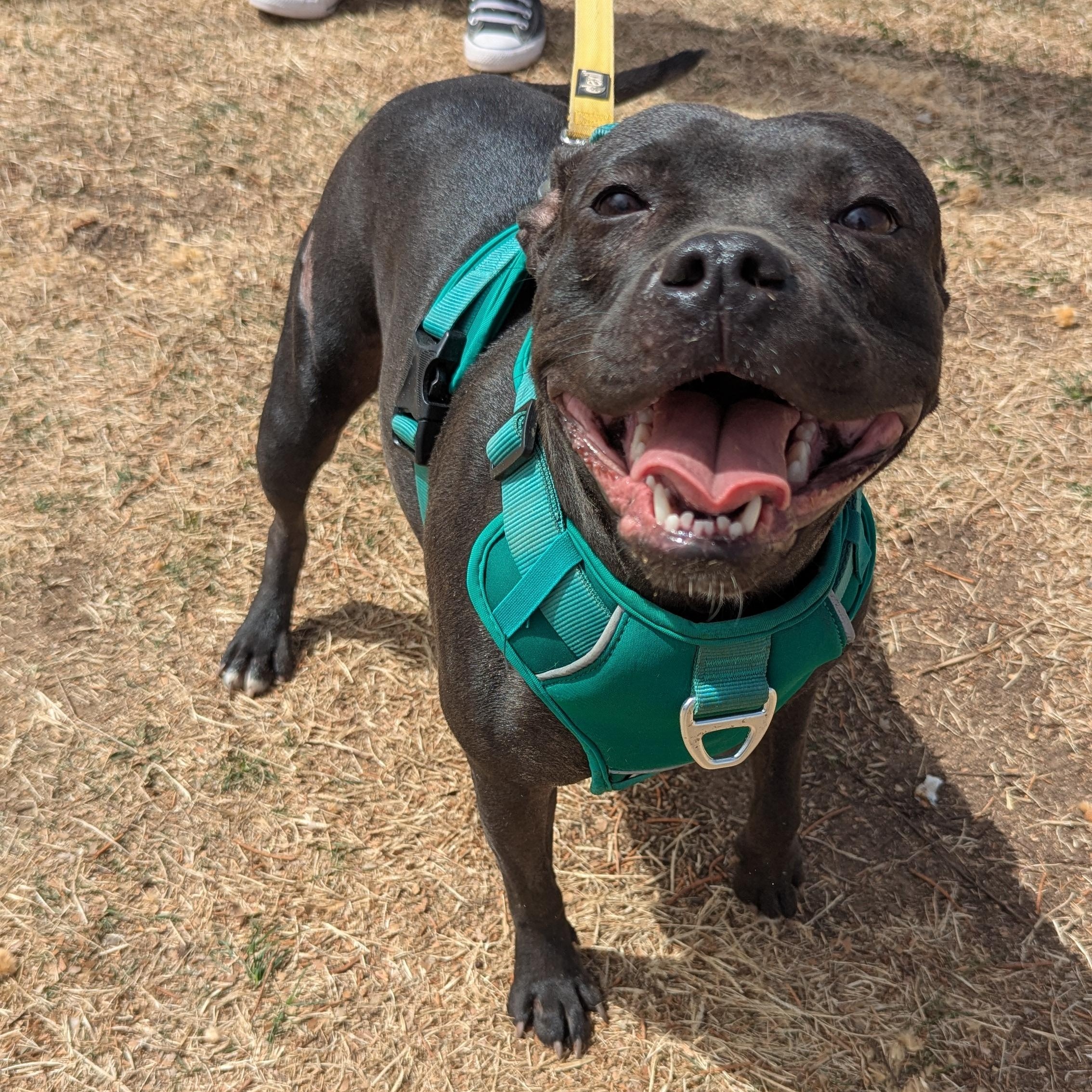 Brie, an adoptable Staffordshire Bull Terrier in Rio Rancho, NM, 87144 | Photo Image 4