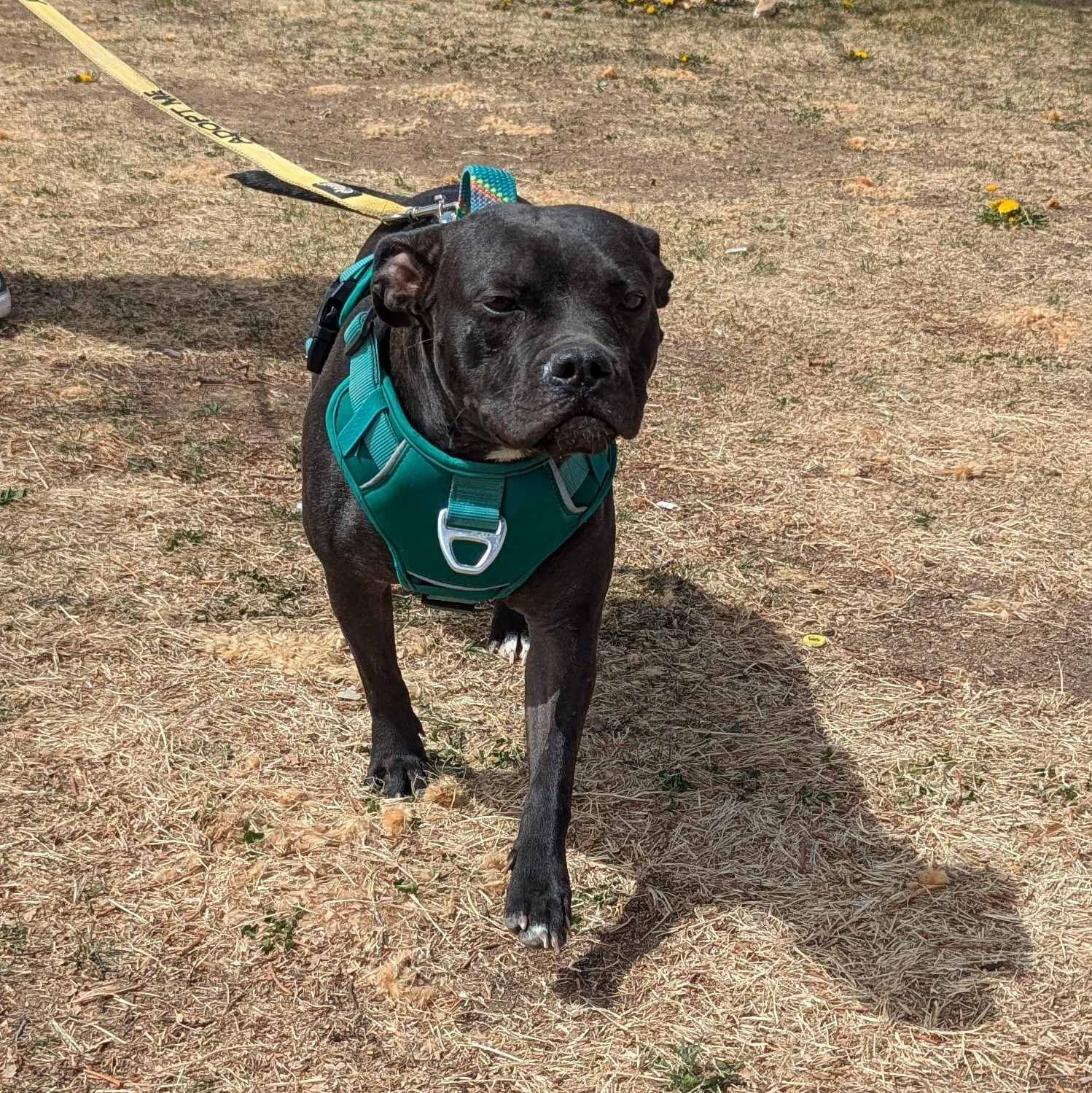 Enlarge Brie, a Adoptable mixed breed in Rio Rancho, NM image 5/6
