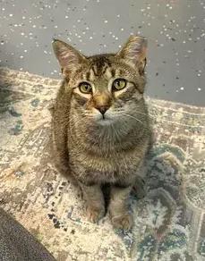 Moose, Adoptable, Adult Male Domestic Short Hair.