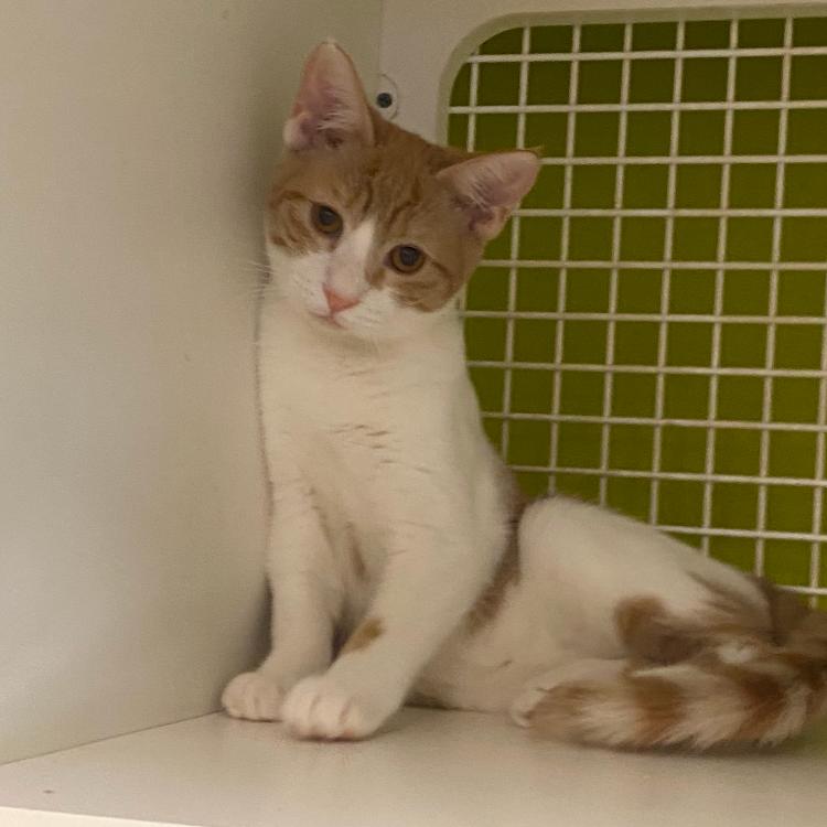 Cora, Adoptable, Kitten Female Domestic Short Hair.