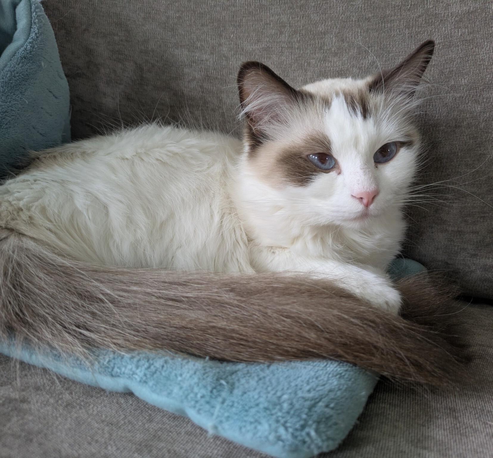 Enlarge CUPCAKE, an adopted Ragdoll in Union Grove, WI image 4/4