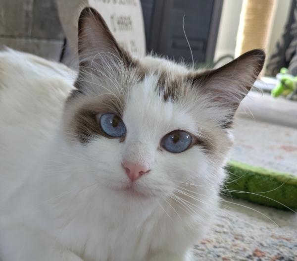 Enlarge CUPCAKE, an adopted Ragdoll in Union Grove, WI image 3/4