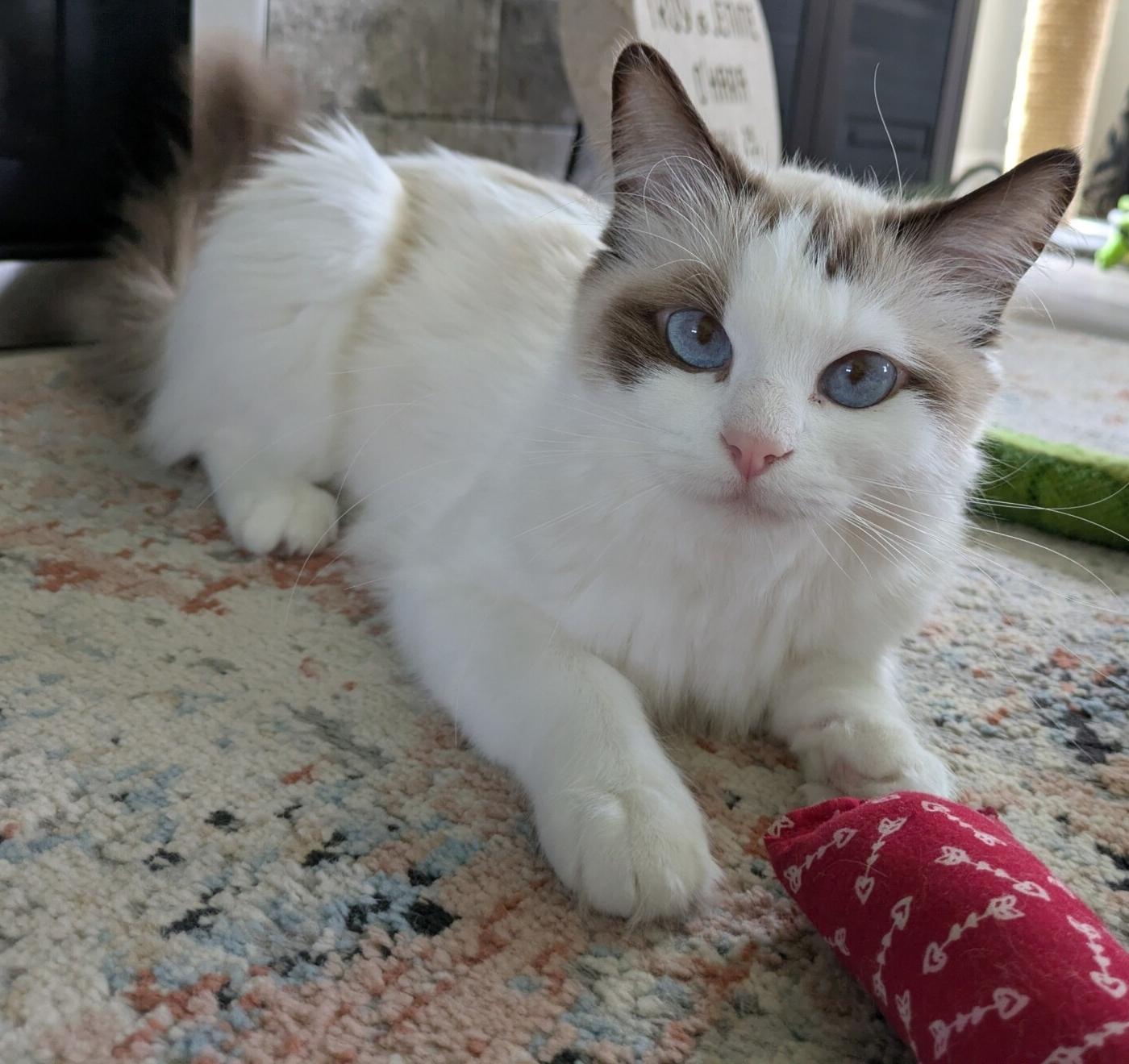 Enlarge CUPCAKE, an adopted Ragdoll in Union Grove, WI image 1/4