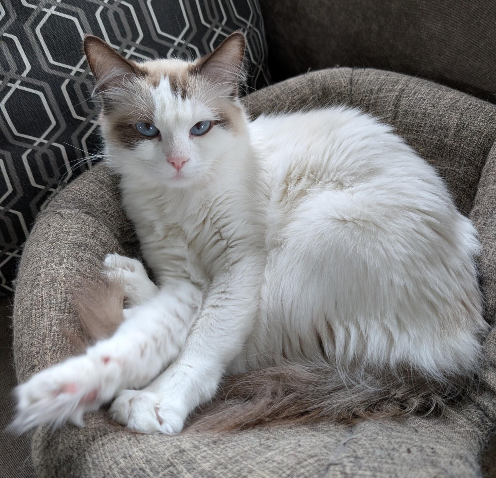 Enlarge CUPCAKE, an adopted Ragdoll in Union Grove, WI image 2/4