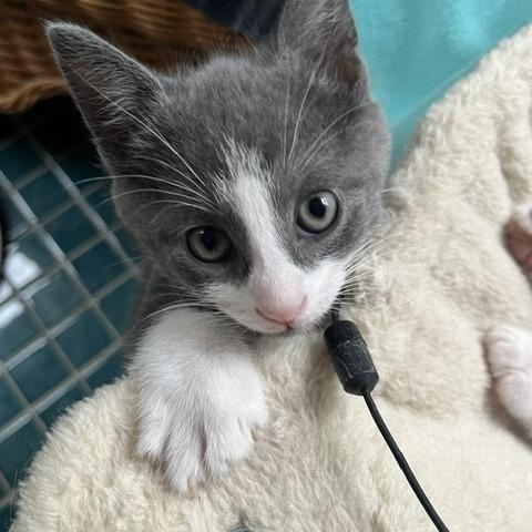 Cicero (very gentle and chill boy), an adopted American Shorthair in East Berlin, PA image 4/5