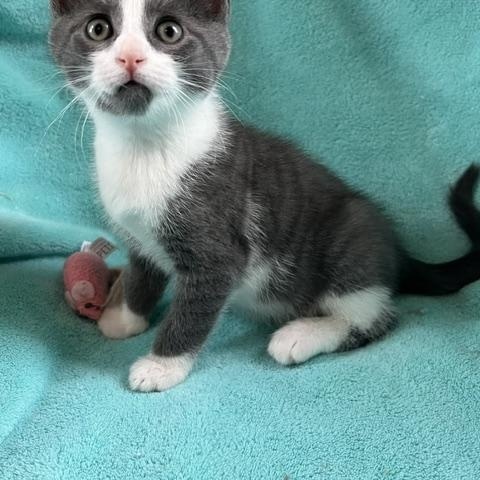 Cicero (very gentle and chill boy), an adopted American Shorthair in East Berlin, PA image 5/5