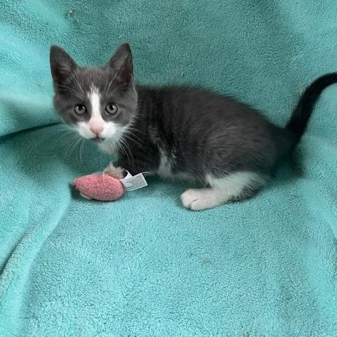 Cicero (very gentle and chill boy), an adopted American Shorthair in East Berlin, PA image 3/5