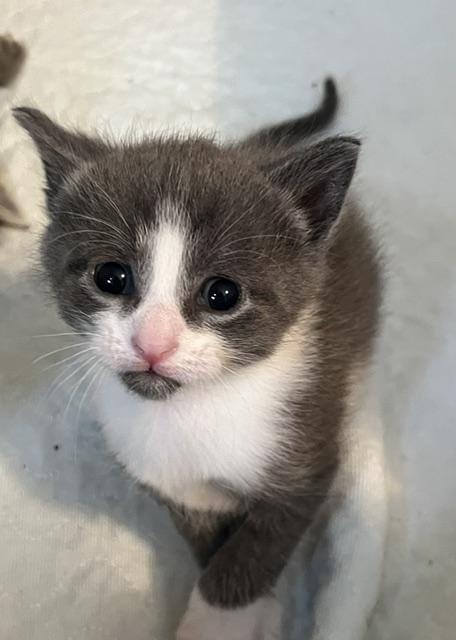Cicero (very gentle and chill boy), an adopted American Shorthair in East Berlin, PA image 2/5