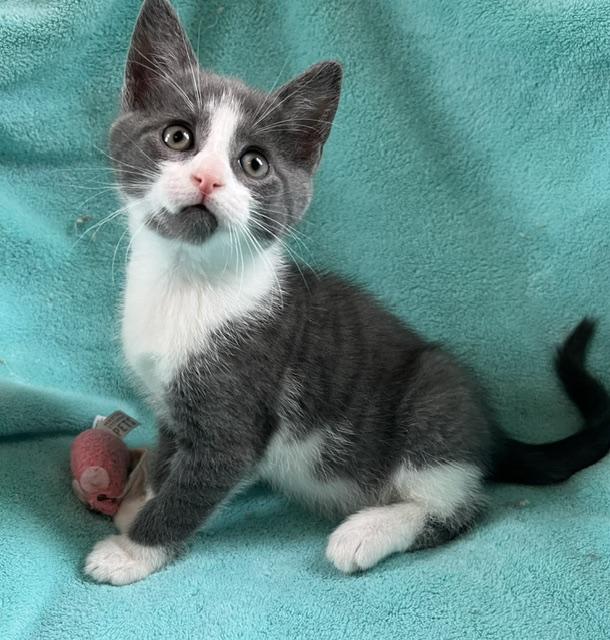 Cicero (very gentle and chill boy), adopted, Kitten Male American Shorthair.