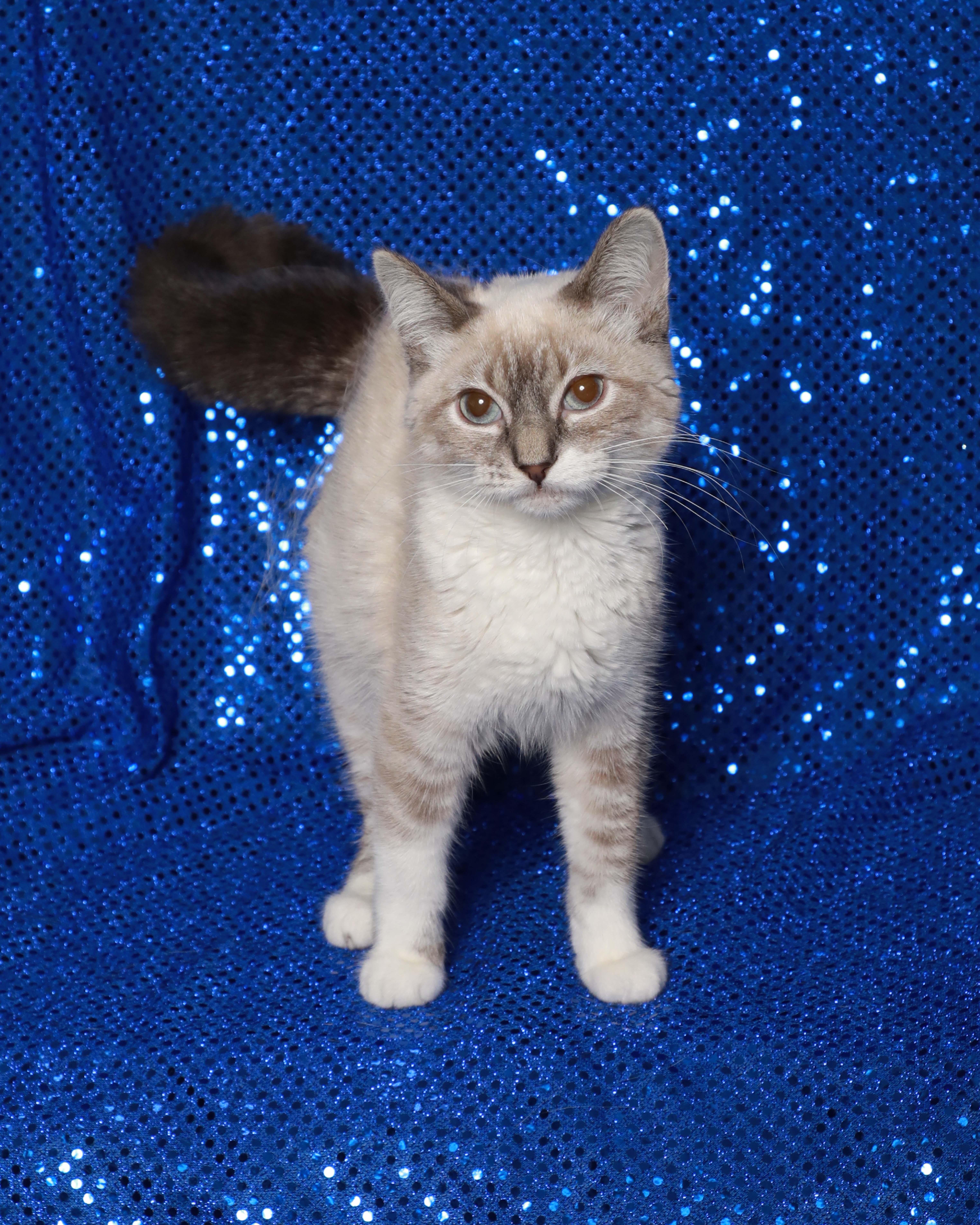 Luna, an adopted Siamese in Rock Falls, IL image 1/3