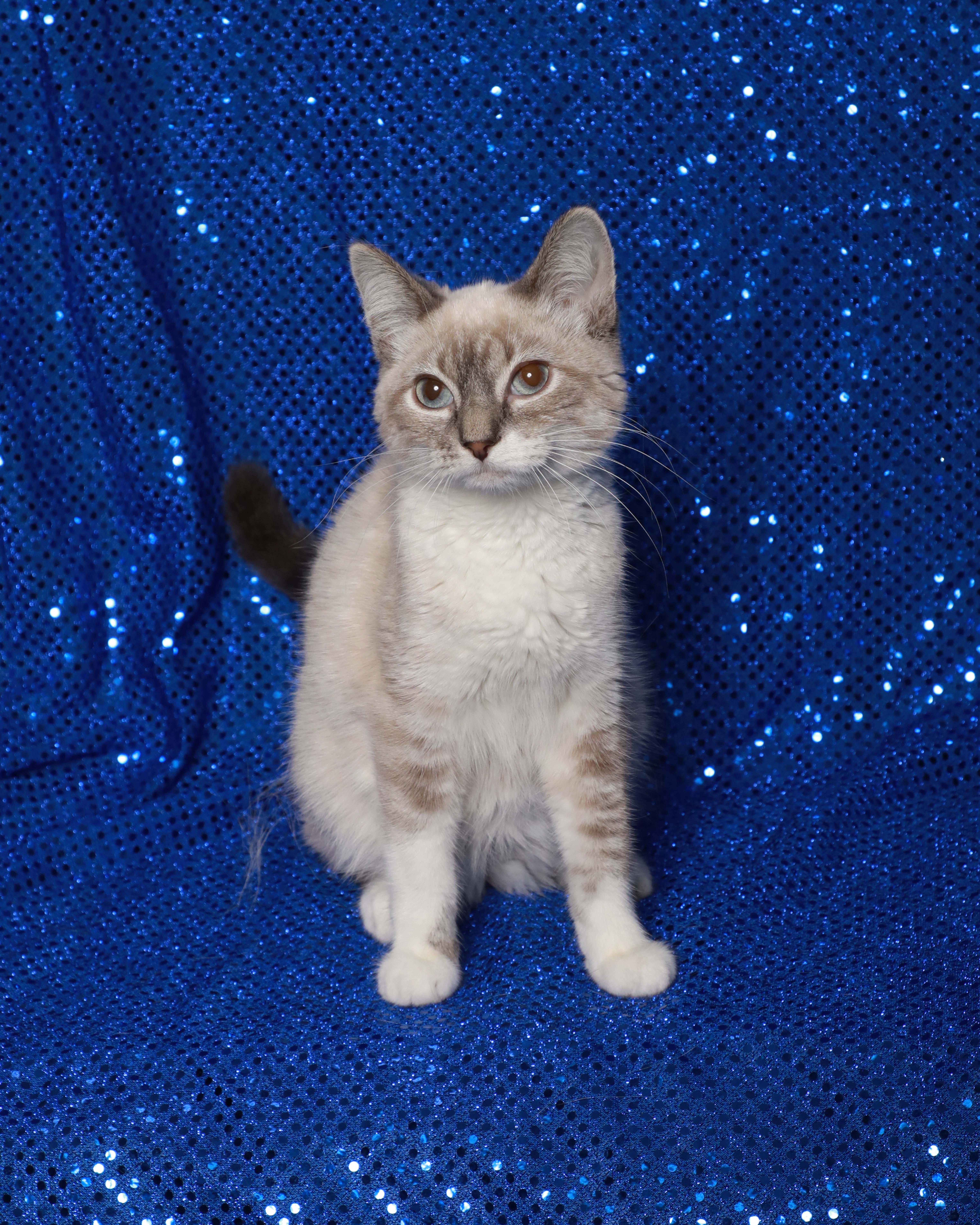 Luna, an adopted Siamese in Rock Falls, IL image 3/3