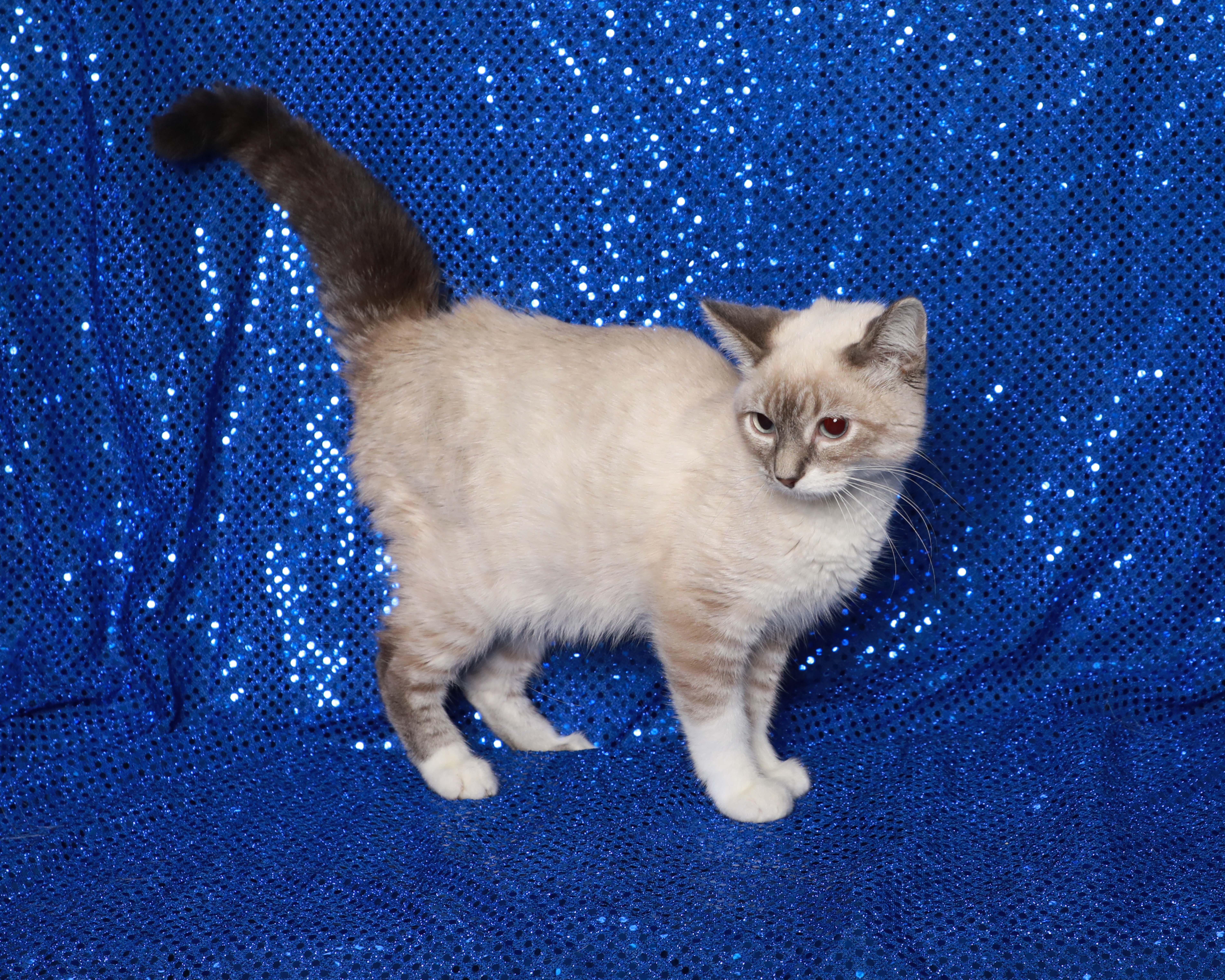 Luna, an adopted Siamese in Rock Falls, IL image 2/3