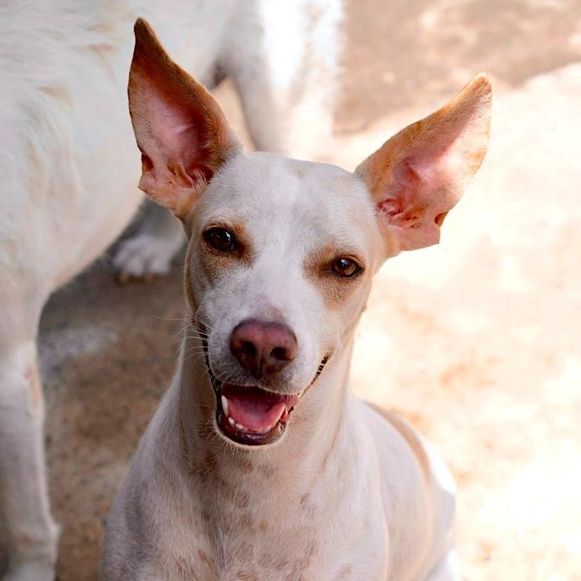 Enlarge Linda, a Adoptable mixed breed in San Diego, CA image 3/6