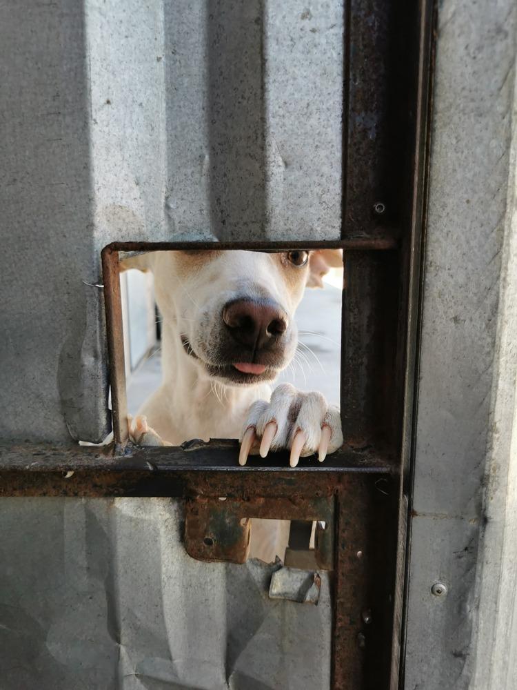 Enlarge Linda, a Adoptable mixed breed in San Diego, CA image 4/6