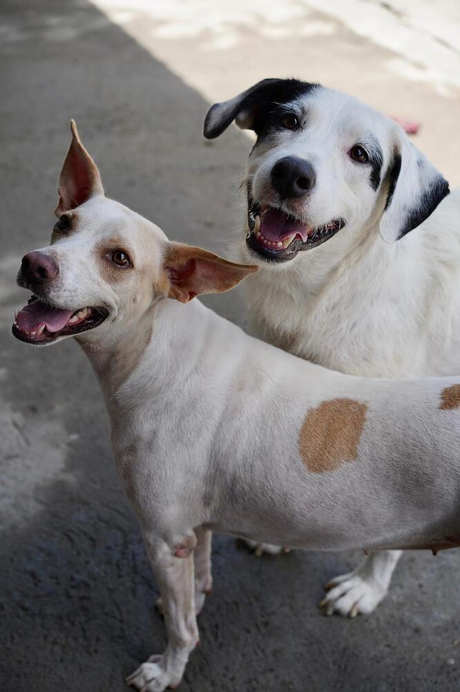 Enlarge Linda, a Adoptable mixed breed in San Diego, CA image 5/6
