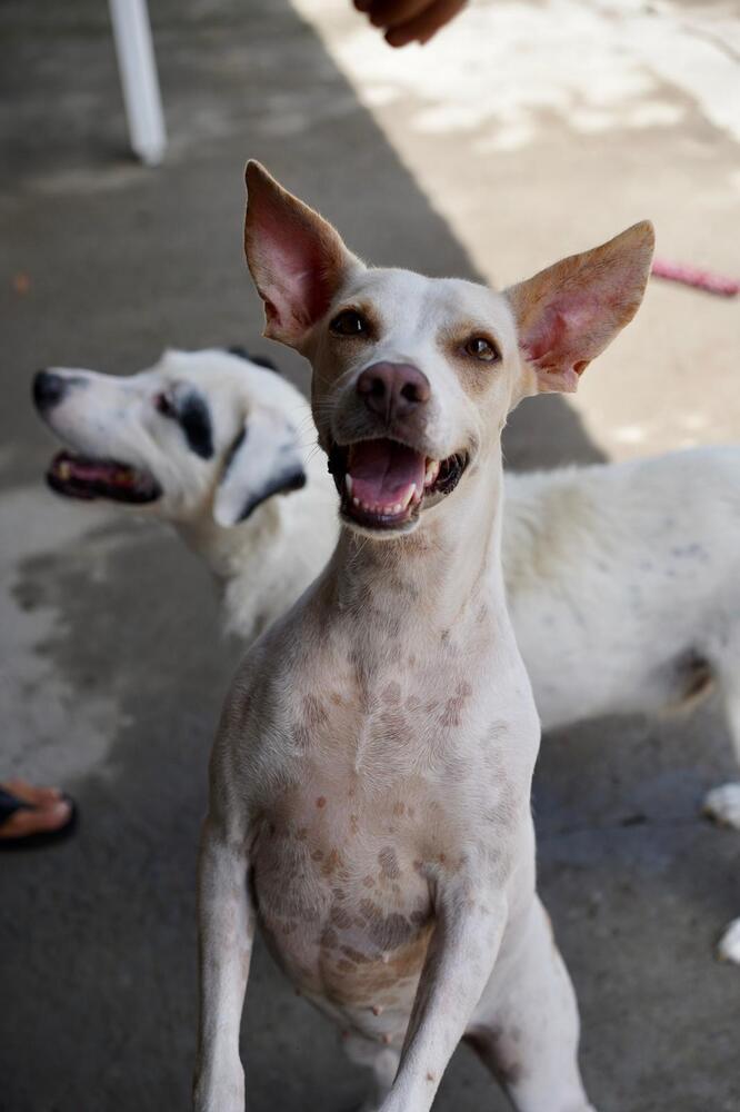 Enlarge Linda, a Adoptable mixed breed in San Diego, CA image 6/6
